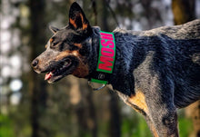 Load image into Gallery viewer, 2.0 Collar