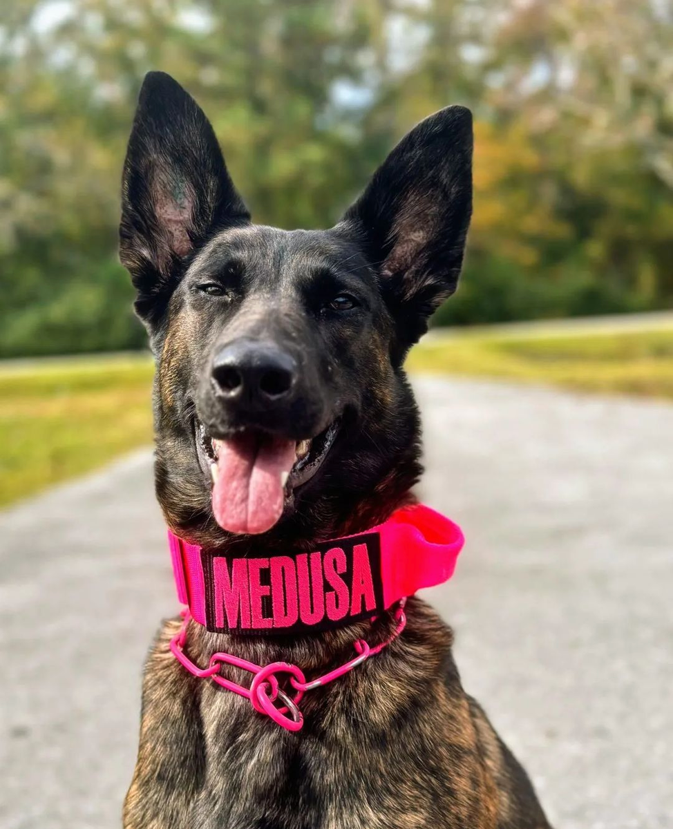 Collar w/ Handle - Main Image