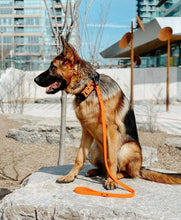 Load image into Gallery viewer, 2.0 Collar