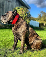 Load image into Gallery viewer, 2.0 Collar