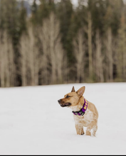 Load image into Gallery viewer, 1.0 Collar
