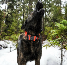 Load image into Gallery viewer, 2.0 Collar