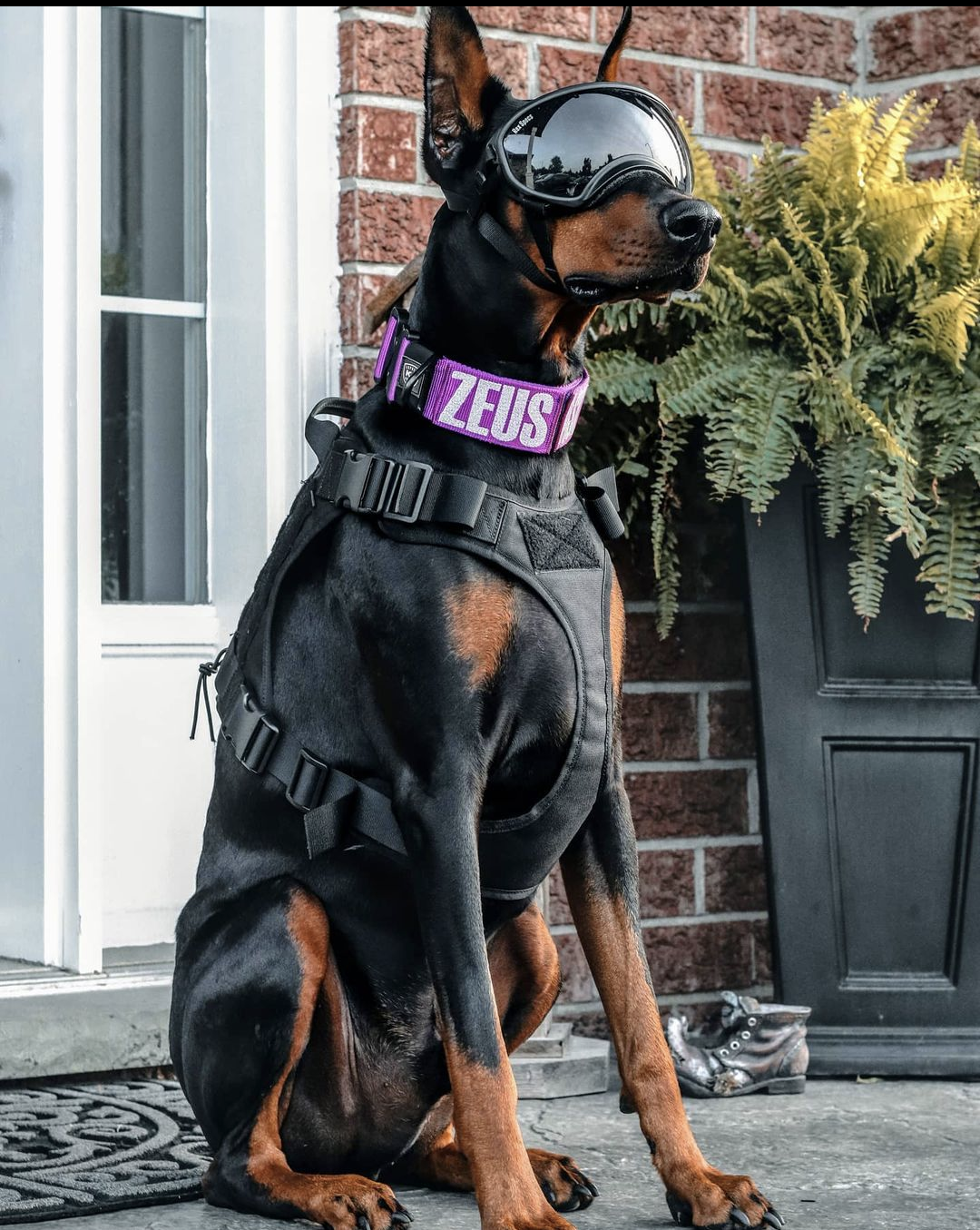 Tactical Dog Harness Mil Spec Dog Collar Custom Tactical Dog